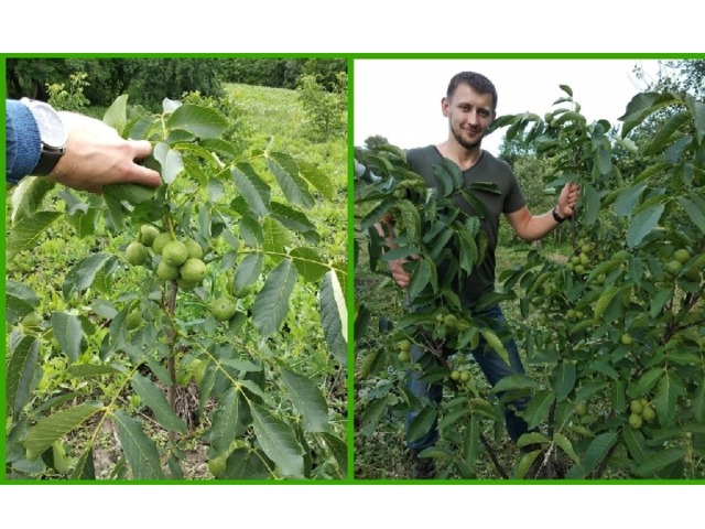 Орех маньчжурский  Орех маньчжурский  