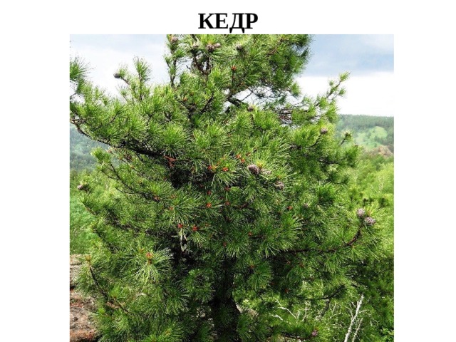 КЕДР 