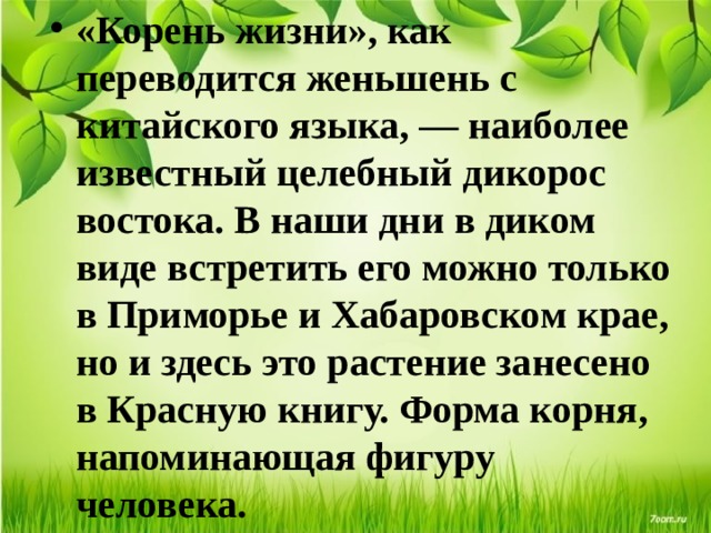 «Корень жизни», как переводится женьшень с китайского языка, — наиболее известный целебный дикорос востока. В наши дни в диком виде встретить его можно только в Приморье и Хабаровском крае, но и здесь это растение занесено в Красную книгу. Форма корня, напоминающая фигуру человека. 