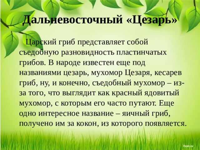 Дальневосточный «Цезарь»  Царский гриб представляет собой съедобную разновидность пластинчатых грибов. В народе известен еще под названиями цезарь, мухомор Цезаря, кесарев гриб, ну, и конечно, съедобный мухомор – из-за того, что выглядит как красный ядовитый мухомор, с которым его часто путают. Еще одно интересное название – яичный гриб, получено им за кокон, из которого появляется. 