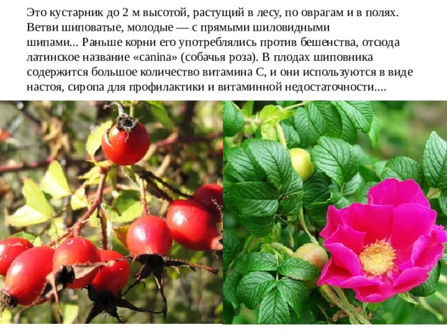Это кустарник до 2 м высотой, растущий в лесу, по оврагам и в полях. Ветви шиповатые, молодые — с прямыми шиловидными шипами... Раньше корни его употреблялись против бешенства, отсюда латинское название «canina» (собачья роза). В плодах шиповника содержится большое количество витамина С, и они используются в виде настоя, сиропа для профилактики и витаминной недостаточности....     
