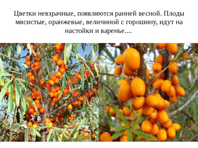 Цветки невзрачные, появляются ранней весной. Плоды мясистые, оранжевые, величиной с горошину, идут на настойки и варенье....     