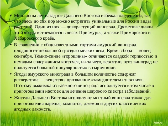 Миллионы лет назад юг Дальнего Востока избежал оледенения, так что здесь до сих пор можно встретить уникальные для России виды растений. Один из них — дикорастущий виноград. Древесные лианы этой ягоды встречаются в лесах Приамурья, а также Приморского и Хабаровского краёв. В сравнении с общеизвестными сортами амурский виноград плодоносит небольшой гроздью мелких ягод. Время сбора — конец сентября. Тёмно-синие «горошины» отличаются сладкой терпкостью и немалым содержанием косточек, из-за чего, вероятно, этот виноград не пользуется большой популярностью в сыром виде. Ягоды амурского винограда в большом количестве содержат ресвератрол — вещество, прозванное «замедлителем старения». Поэтому выжимка из таёжного винограда используется в том числе в приготовлении настоек для лечения широкого спектра заболеваний. Жители Дальнего Востока используют местный виноград также для приготовления варенья, компотов, джемов и других классических ягодных лакомств. 