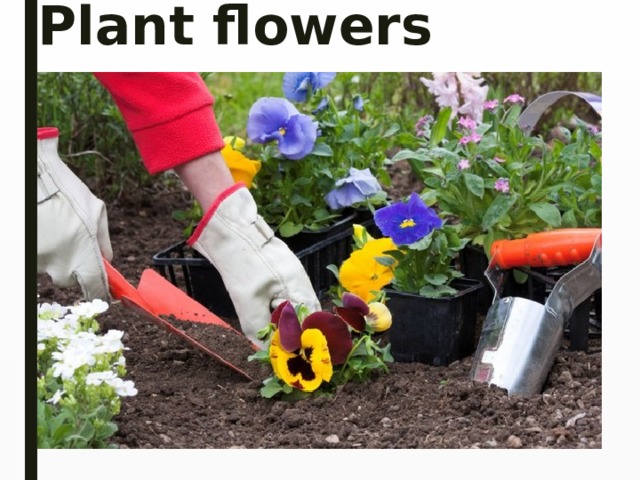 Plant flowers 