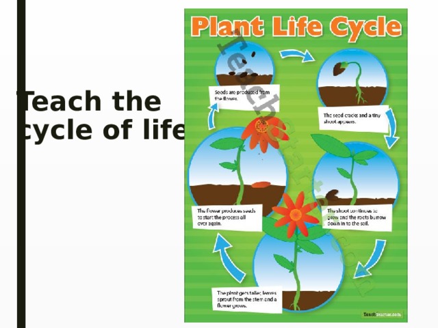 Teach the  cycle of life 