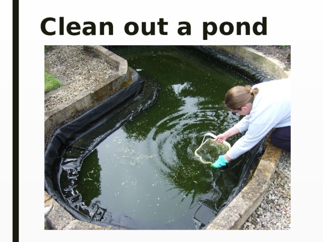Clean out a pond 