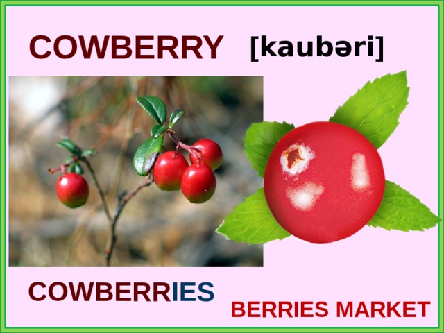 COWBERRY [ kaubəri ] COWBERR IES BERRIES MARKET 