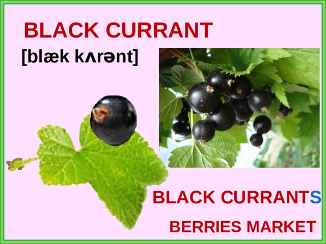 BLACK CURRANT [blæk kʌrənt] BLACK CURRANT S BERRIES MARKET 
