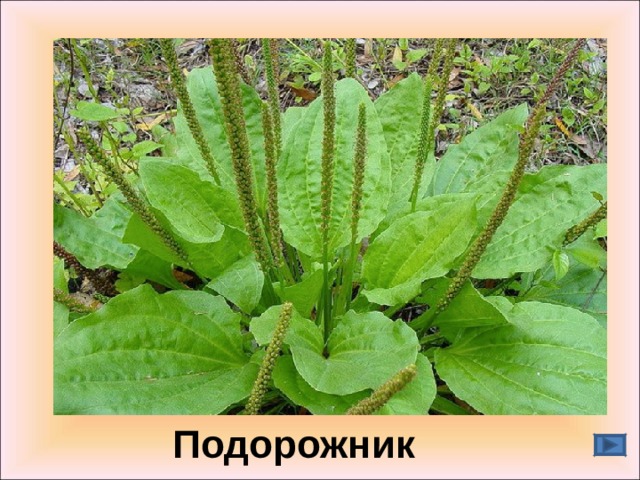Подорожник  