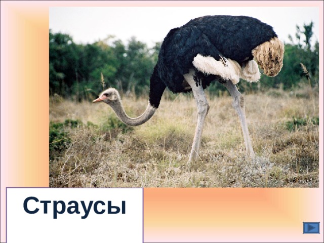 Страусы  