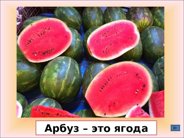 Арбуз – это ягода 