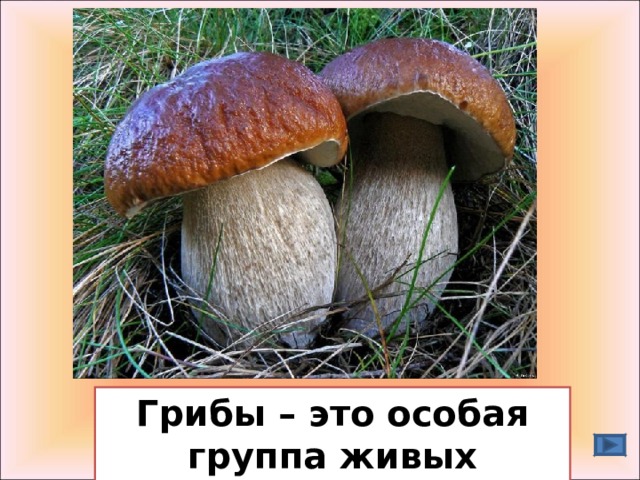 Грибы – это особая группа живых организмов 