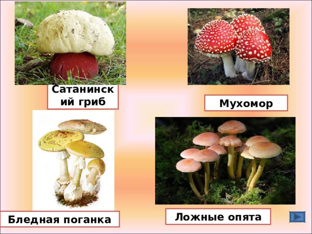 Сатанинский гриб Мухомор Ложные опята Бледная поганка 