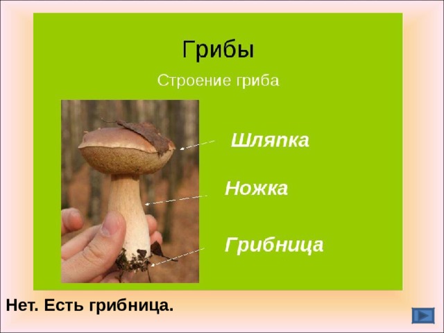 Нет. Есть грибница. 