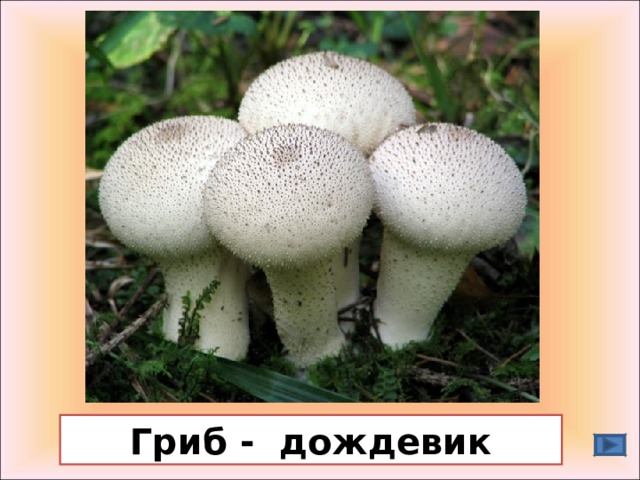 Гриб - дождевик 