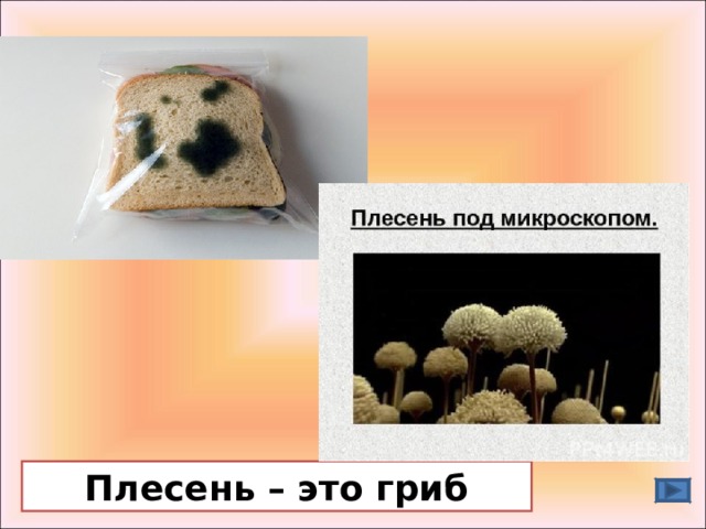 Плесень – это гриб 