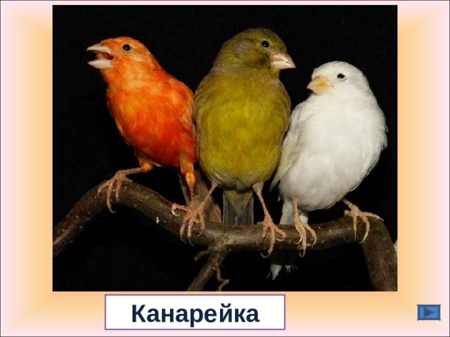 Канарейка 