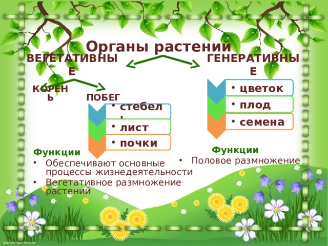цветок цветок стебель стебель плод плод лист лист семена семена почки почки Органы растений ВЕГЕТАТИВНЫЕ ГЕНЕРАТИВНЫЕ ПОБЕГ КОРЕНЬ Функции Обеспечивают основные процессы жизнедеятельности Вегетативное размножение растений   Функции Половое размножение 