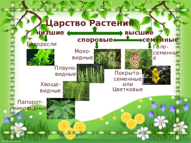 Царство Растения высшие низшие споровые семенные Водоросли Мохо- видные Голо- семенные Плауно- видные Покрыто- семенные или Цветковые Хвоще- видные Папорот- никовидные 