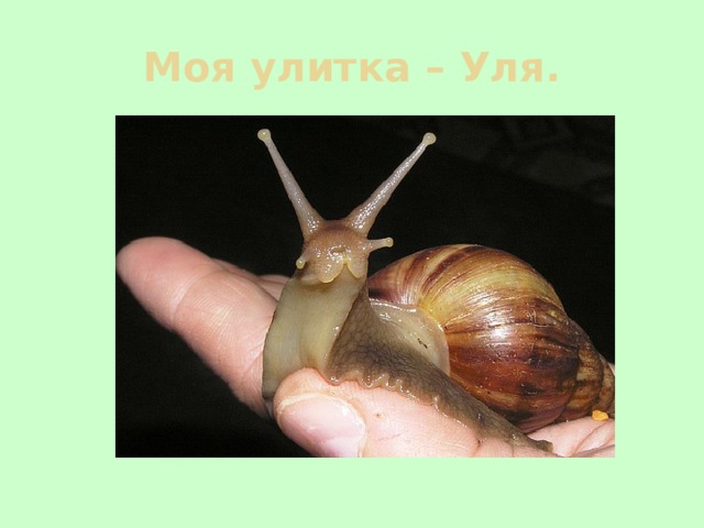 Моя улитка – Уля. 