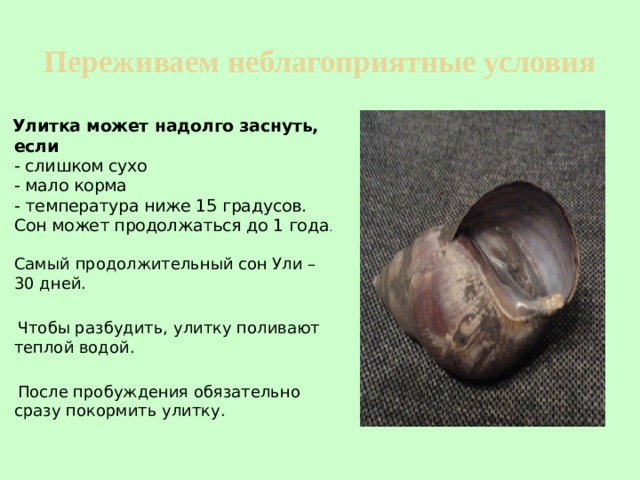 Переживаем неблагоприятные условия Улитка может надолго заснуть, если  - слишком сухо  - мало корма  - температура ниже 15 градусов.  Сон может продолжаться до 1 года .   Самый продолжительный сон Ули – 30 дней.  Чтобы разбудить, улитку поливают теплой водой.  После пробуждения обязательно сразу покормить улитку. 