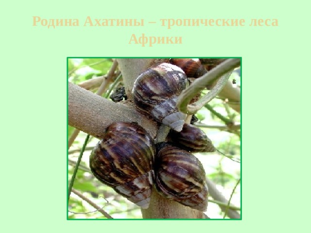 Родина Ахатины – тропические леса Африки 