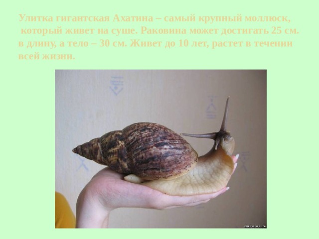 Улитка гигантская Ахатина – самый крупный моллюск,  который живет на суше. Раковина может достигать 25 см.  в длину, а тело – 30 см. Живет до 10 лет, растет в течении всей жизни. 