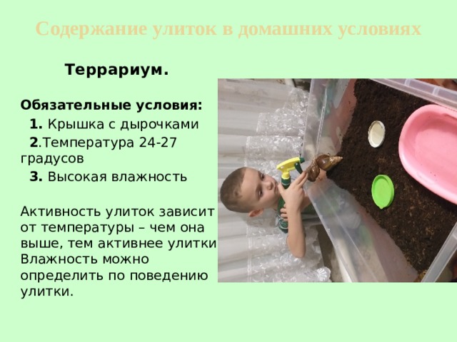 Содержание улиток в домашних условиях  Террариум.  Обязательные условия:  1. Крышка с дырочками  2 .Температура 24-27 градусов  3. Высокая влажность  Активность улиток зависит от температуры – чем она выше, тем активнее улитки.  Влажность можно определить по поведению улитки. 