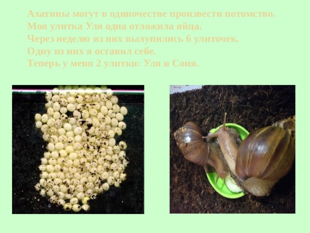 Ахатины могут в одиночестве произвести потомство.  Моя улитка Уля одна отложила яйца.  Через неделю из них вылупились 6 улиточек.  Одну из них я оставил себе.  Теперь у меня 2 улитки: Уля и Соня. 
