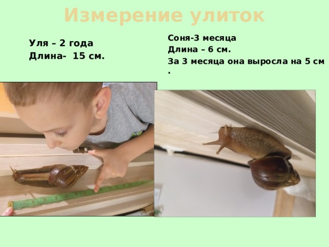 Измерение улиток Уля – 2 года Длина- 15 см. Соня-3 месяца Длина – 6 см. За 3 месяца она выросла на 5 см .  