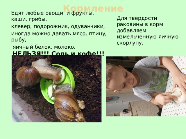 Кормление Едят любые овощи и фрукты, каши, грибы, клевер, подорожник, одуванчики, иногда можно давать мясо, птицу, рыбу,  яичный белок, молоко.   НЕЛЬЗЯ!!! Соль и кофе!!! Для твердости раковины в корм добавляем измельченную яичную скорлупу. 