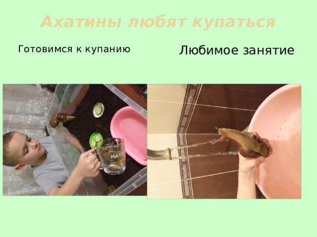 Ахатины любят купаться Готовимся к купанию Любимое занятие 