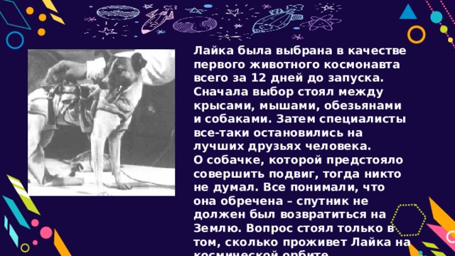 Лайка была выбрана в качестве первого животного космонавта всего за 12 дней до запуска. Сначала выбор стоял между крысами, мышами, обезьянами и собаками. Затем специалисты все-таки остановились на лучших друзьях человека. О собачке, которой предстояло совершить подвиг, тогда никто не думал. Все понимали, что она обречена – спутник не должен был возвратиться на Землю. Вопрос стоял только в том, сколько проживет Лайка на космической орбите. 