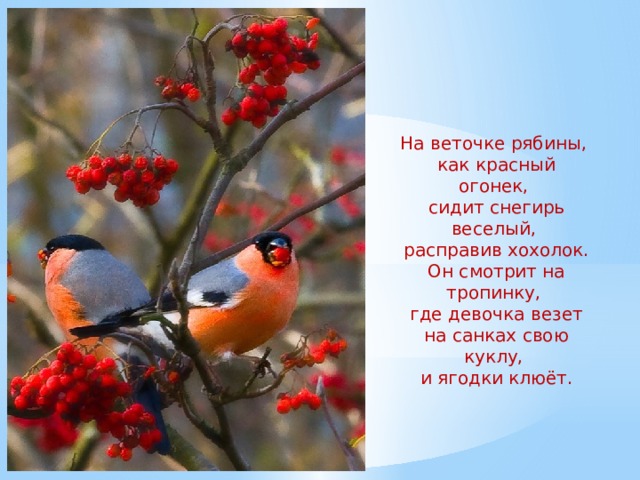 На веточке рябины,  как красный огонек,  сидит снегирь веселый,  расправив хохолок.  Он смотрит на тропинку,  где девочка везет  на санках свою куклу,  и ягодки клюёт. 