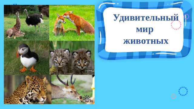 Удивительный мир  животных 
