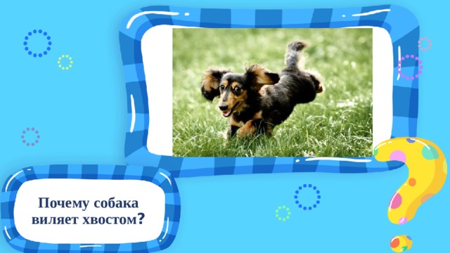 Почему собака виляет хвостом ? 