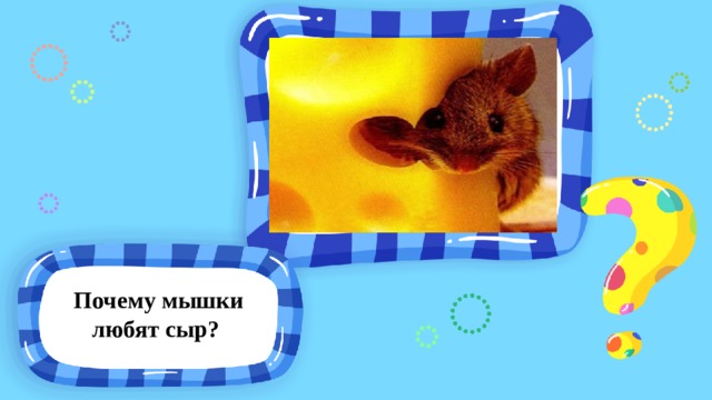 Почему мышки любят сыр? 
