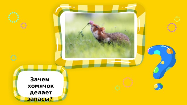 Зачем хомячок делает запасы? 