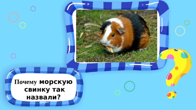 Почему морскую свинку так назвали? 