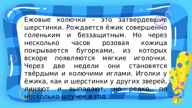 Ежовые колючки – это затвердевшие шерстинки. Рождается ёжик совершенно голеньким и беззащитным. Но через несколько часов розовая кожица покрывается бугорками, из которых вскоре появляются мягкие иголочки. Через две недели они становятся твёрдыми и колючими иглами. Иголки у ёжика, как и шерстинки у других зверей, линяют и выпадают, но редко, по несколько штучек в год. 