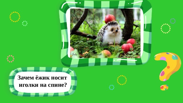 Зачем ёжик носит иголки на спине? 