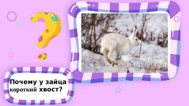 Почему у зайца короткий хвост? 