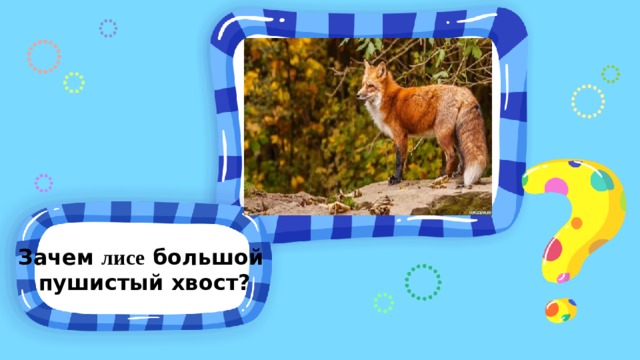 Зачем лисе большой пушистый хвост? 