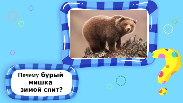 Почему бурый мишка  зимой спит? 