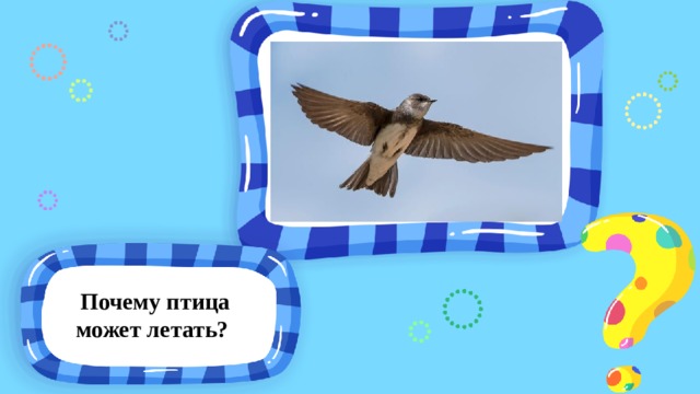 Почему птица может летать? 