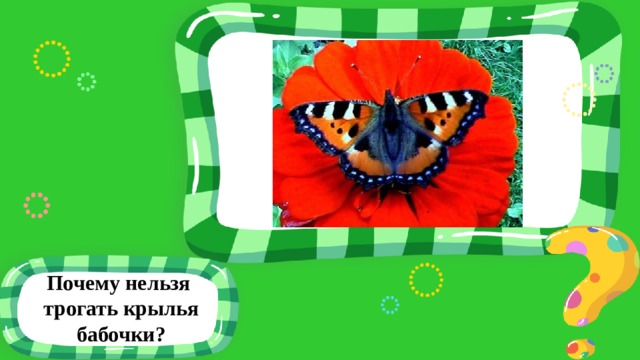 Почему нельзя трогать крылья бабочки? 