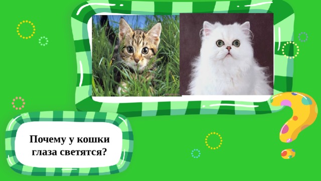 Почему у кошки глаза светятся? 