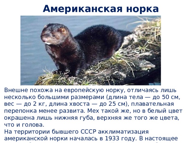  Американская норка Внешне похожа на европейскую норку, отличаясь лишь несколько большими размерами (длина тела — до 50 см, вес — до 2 кг, длина хвоста — до 25 см), плавательная перепонка менее развита. Мех такой же, но в белый цвет окрашена лишь нижняя губа, верхняя же того же цвета, что и голова. На территории бывшего СССР акклиматизация американской норки началась в 1933 году. В настоящее время обитает практически на всей территории бывшего СССР. 