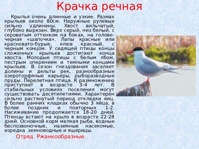 Крачка речная  Крылья очень длинные и узкие. Размах крыльев около 80см. Наружные рулевые сильно удлинены. Хвост вильчатый, глубоко вырезан. Верх серый, низ белый, с сероватым оттенком на боках, на голове-черная «шапочка». Лапы красные или красновато-бурые, клюв красный, с черным концом. У сидящей птицы концы сложенных крыльев достигают конца хвоста. Молодые птицы с белым лбом, пестрым оперением и темными концами крыльев. В сезон гнездования заселяет долины и дельты рек, разнообразные озероторфяные карьеры, рыборазводные пруды. Перелетная птица. К размножению приступает в возрасте 3-4 лет. В стабильных условиях поселения могут существовать десятилетиями. Характерен сильно растянутый период откладки яиц. В более ранних кладках обычно 3 яйца, в более поздних и повторных 1-2. Насиживание продолжается 18-20 дней. Птенцы встают на крыло в возрасте 22-28 дней. Основной корм мелкая рыба, водные беспозвоночные, наземные насекомые, изредка земноводные и ящерицы.  Отряд Ржанкообразные .    