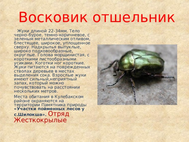 Восковик отшельник  Жуки длиной 22-34мм. Тело черно-бурое, темно-коричневое, с зеленым металлическим отливом, блестящее, широкое, уплощенное сверху. Надкрылья выпуклые, широко подковообразные, округлые. Голова морщинистая, с короткими листообразными усиками. Коготки ног короткие. Жуки питаются на поврежденных стволах деревьев в местах выделения сока. Взрослые жуки имеют сильный,неприятный запах, который можно почувствовать на расстоянии нескольких метров.  Места обитания в Кулебакском районе охраняются на территории Памятника природы «Участки пойменных лесов у с.Шилокша». Отряд Жесткокрылые 